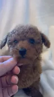 Apricot Tiny Toy female, a female Poodle - Toy  for sale in Louisville, KY – 1 of 9