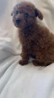 Apricot Tiny Toy female, a female Poodle - Toy  for sale in Louisville, KY – 3 of 9