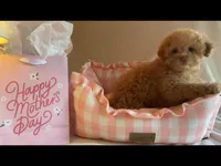 Apricot miniature female, a female Poodle - Miniature  for sale in Louisville, KY – Photo 2 of 8