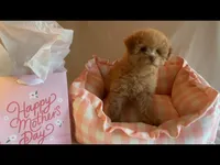 Apricot miniature female, a female Poodle - Miniature  for sale in Louisville, KY – Photo 3 of 8