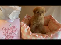 Apricot miniature female, a female Poodle - Miniature  for sale in Louisville, KY – Photo 4 of 8