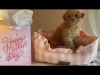 Apricot miniature female, a female Poodle - Miniature  for sale in Louisville, KY – Photo 6 of 8