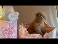 Apricot miniature female, a female Poodle - Miniature  for sale in Louisville, KY – Photo 5 of 8