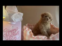 Apricot miniature female, a female Poodle - Miniature  for sale in Louisville, KY – 8 of 8