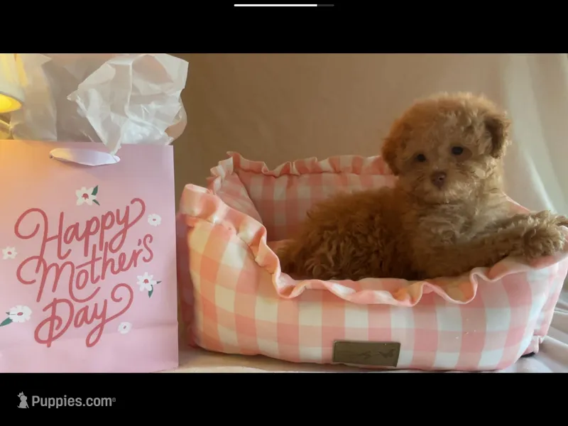 Apricot miniature female – Poodle - Miniature  puppy for sale in Louisville, KY