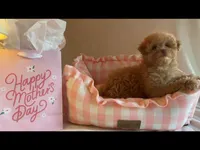 Apricot miniature female, a female Poodle - Miniature  for sale in Louisville, KY – Photo 7 of 8