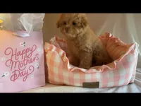 Apricot miniature female, a female Poodle - Miniature  for sale in Louisville, KY – Photo 8 of 8