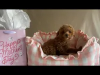 Apricot toy male, a male Poodle - Toy  for sale in Louisville, KY – Photo 6 of 10