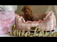 Apricot toy male, a male Poodle - Toy  for sale in Louisville, KY – Photo 3 of 10