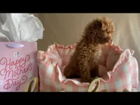 Apricot toy male, a male Poodle - Toy  for sale in Louisville, KY – Photo 5 of 10