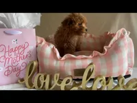 Apricot toy male, a male Poodle - Toy  for sale in Louisville, KY – Photo 4 of 10