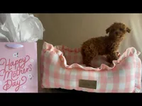 Apricot toy male, a male Poodle - Toy  for sale in Louisville, KY – Photo 8 of 10