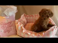 Apricot toy male, a male Poodle - Toy  for sale in Louisville, KY – Photo 2 of 10