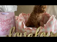 Apricot toy male, a male Poodle - Toy  for sale in Louisville, KY – Photo 7 of 10