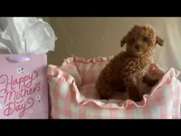 Apricot toy male, a male Poodle - Toy  for sale in Louisville, KY – Photo 10 of 10