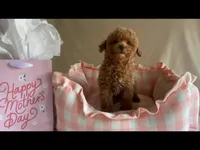 Apricot toy male, a male Poodle - Toy  for sale in Louisville, KY – Photo 9 of 10