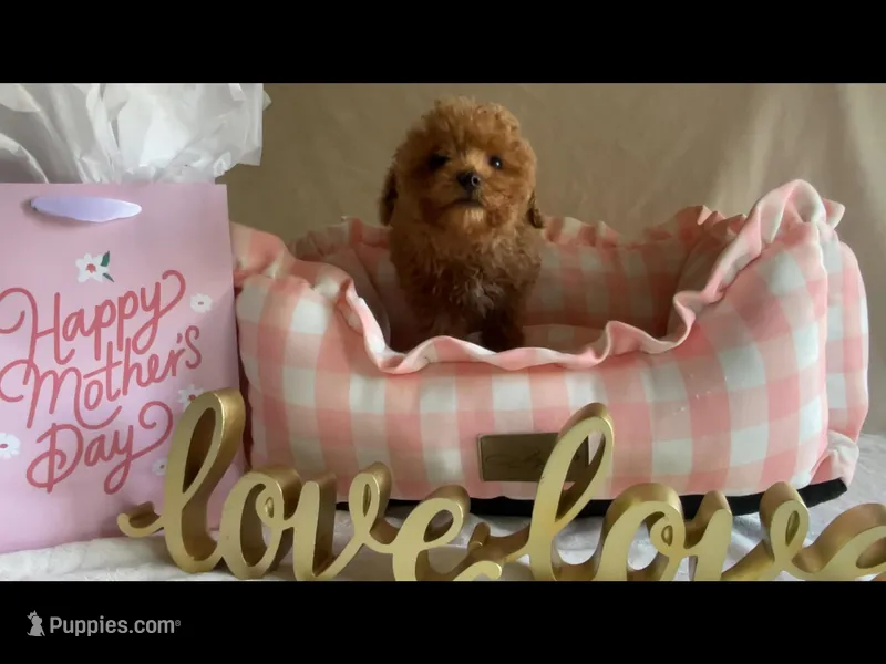 Apricot toy male – Poodle - Toy  puppy for sale in Louisville, KY