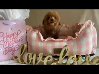 Apricot toy male, a male Poodle - Toy  for sale in Louisville, KY – Photo 1 of 10