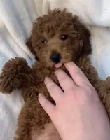 Apricot miniature boy, a male Poodle - Miniature  for sale in Louisville, KY – 7 of 9