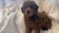 Apricot miniature boy, a male Poodle - Miniature  for sale in Louisville, KY – 8 of 9