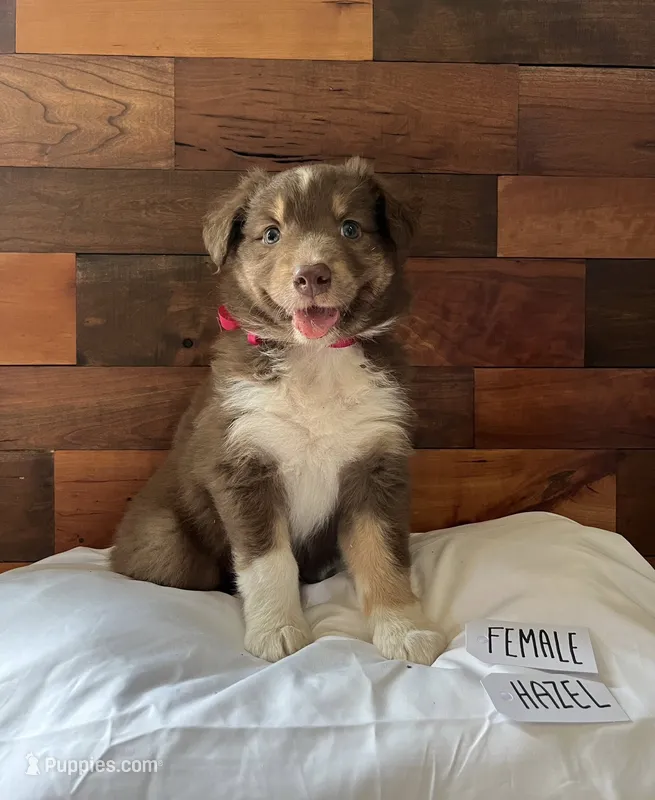 Hazel May – Australian Shepherd puppy for sale in Sherrills Ford, NC