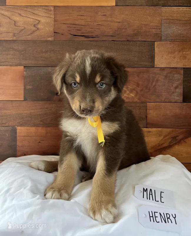 Henry Tucker – Australian Shepherd puppy for sale in Sherrills Ford, NC
