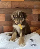 Henry Tucker, a male Australian Shepherd for sale in Sherrills Ford, NC – 1 of 1