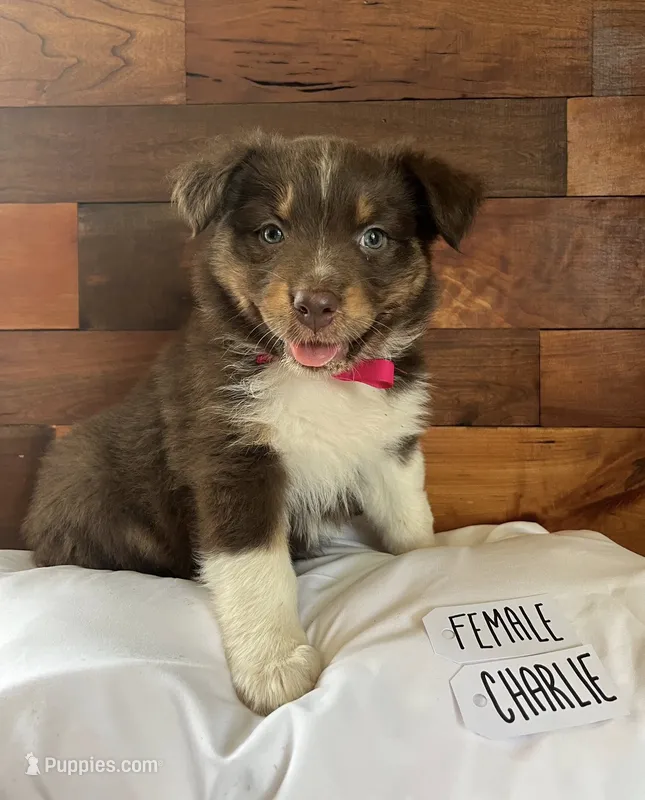Charlie Rose – Australian Shepherd puppy for sale in Sherrills Ford, NC