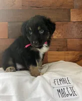 Maggie Lynn, a female Australian Shepherd for sale in Sherrills Ford, NC – 1 of 1