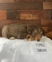 Charlotte Red, a female Australian Shepherd for sale in Sherrills Ford, NC – 1 of 1