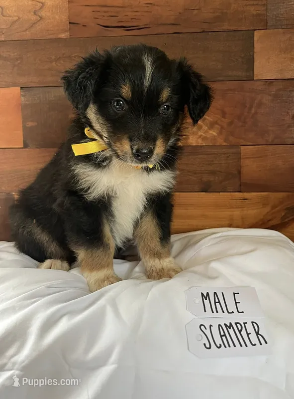 Scamper Boy – Australian Shepherd puppy for sale in Sherrills Ford, NC