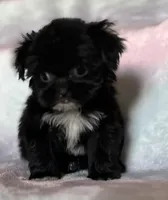 Brandy, a female Shih Tzu for sale in Fort Collins, CO – 3 of 5