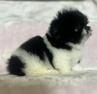 Cookie, a female Shih Tzu for sale in Fort Collins, CO – 4 of 10