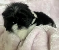 Cookie, a female Shih Tzu for sale in Fort Collins, CO – 10 of 10