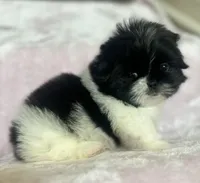 Cookie, a female Shih Tzu for sale in Fort Collins, CO – 2 of 10
