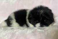 Cookie, a female Shih Tzu for sale in Fort Collins, CO – 8 of 10