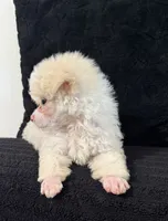 Bear, a female Poodle - Miniature  for sale in Fort Collins, CO – 4 of 4