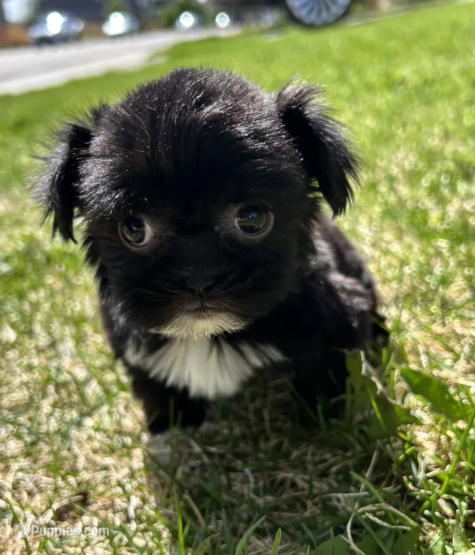 Brandy – Shih Tzu puppy for sale in Fort Collins, CO