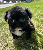 Brandy, a female Shih Tzu for sale in Fort Collins, CO – 1 of 5