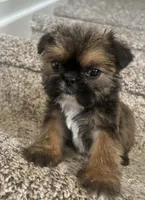 Chewy, a male Shih Tzu for sale in Fort Collins, CO – Photo 5 of 6