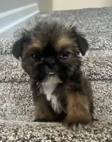 Chewy, a male Shih Tzu for sale in Fort Collins, CO – Photo 2 of 6