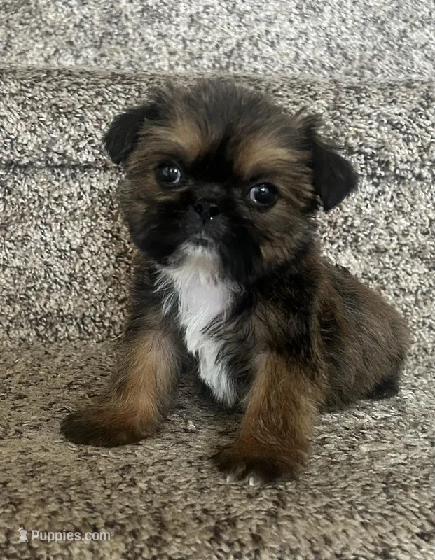 Chewy – Shih Tzu puppy for sale in Fort Collins, CO