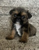 Chewy, a male Shih Tzu for sale in Fort Collins, CO – Photo 1 of 6