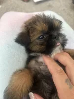 Chewy, a male Shih Tzu for sale in Fort Collins, CO – Photo 4 of 6