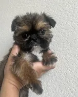 Chewy, a male Shih Tzu for sale in Fort Collins, CO – Photo 3 of 6