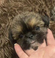 Chewy, a male Shih Tzu for sale in Fort Collins, CO – Photo 6 of 6
