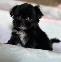 Brandy, a female Shih Tzu for sale in Fort Collins, CO – 2 of 5