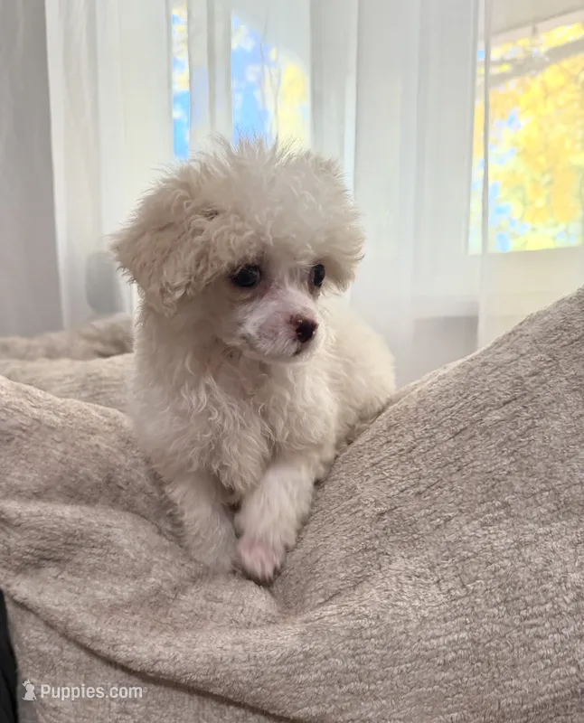 Bear – Poodle - Miniature  puppy for sale in Fort Collins, CO