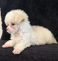 Bear, a female Poodle - Miniature  for sale in Fort Collins, CO – 3 of 4