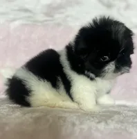 Cookie, a female Shih Tzu for sale in Fort Collins, CO – 3 of 10